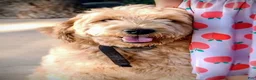 Double Doodle dogs for sale: Chelsea-Mountain Goldendoodle  - Ad 14