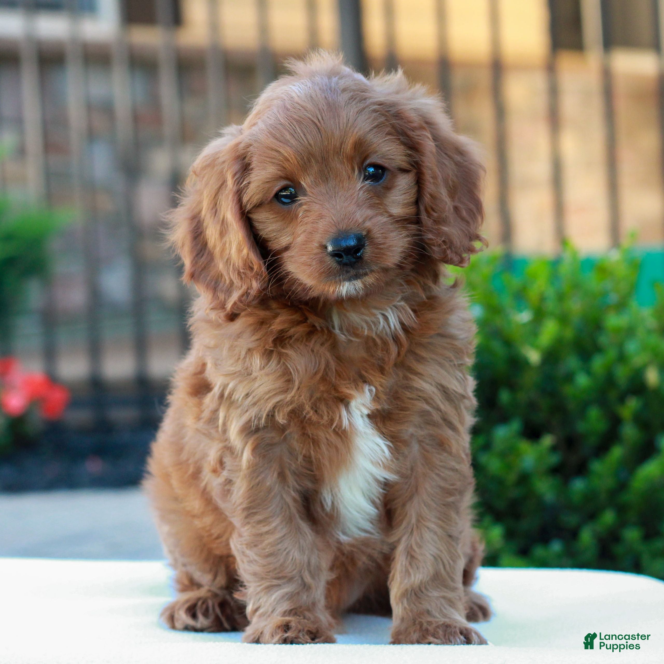Cavapoo dogs Owen  - Ad 1