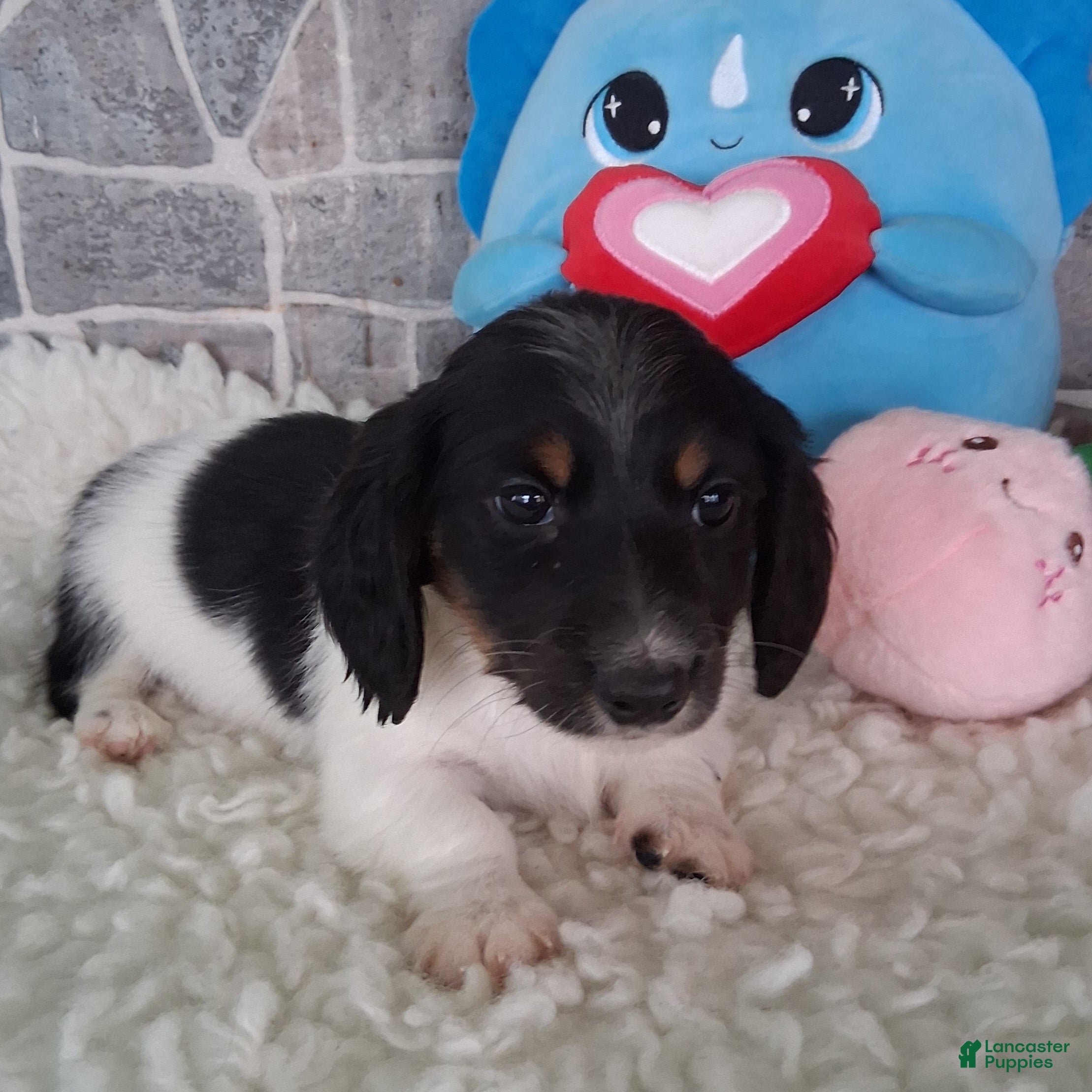 Miniature Dachshund dogs Mickey AKC - Ad 2