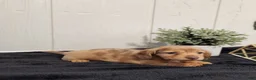Miniature Dachshund dogs for sale: River - Ad 5