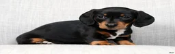 Miniature Dachshund dogs for sale: Jenny - Ad 7