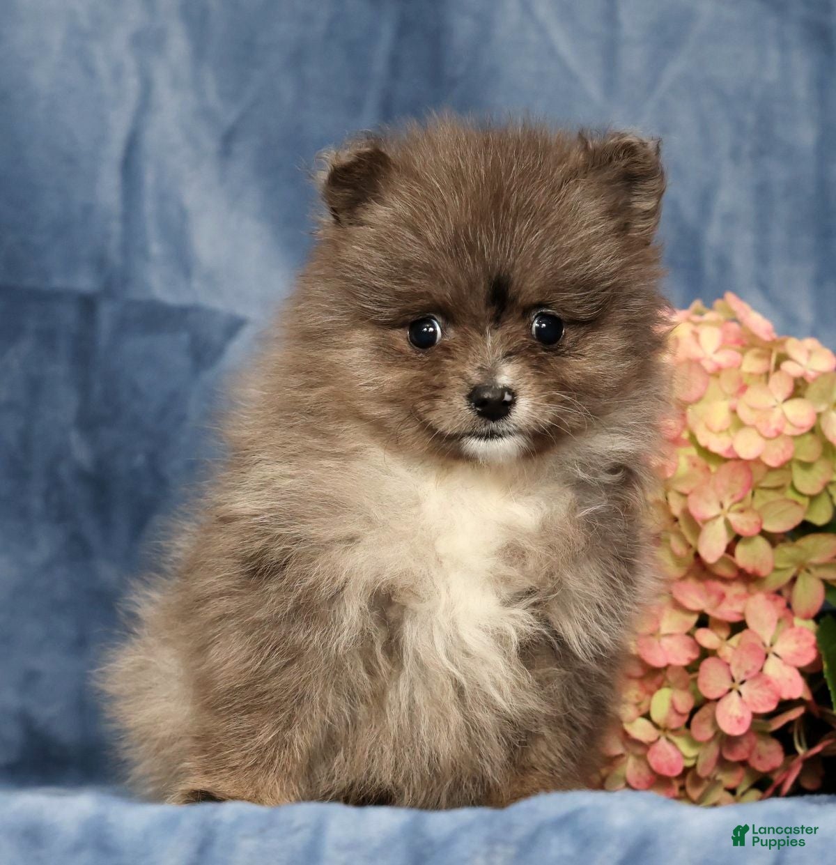 Pomeranian dogs for sale: Levi - Ad 1