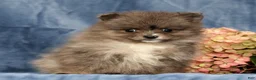 Pomeranian dogs for sale: Levi - Ad 1