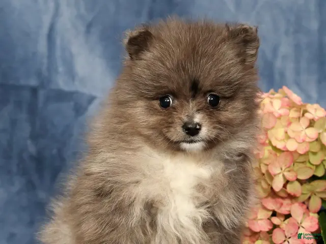 Pomeranian dogs for sale: Levi - Ad 1