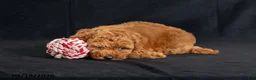 Mini Goldendoodle dogs for sale: Dora - Ad 4