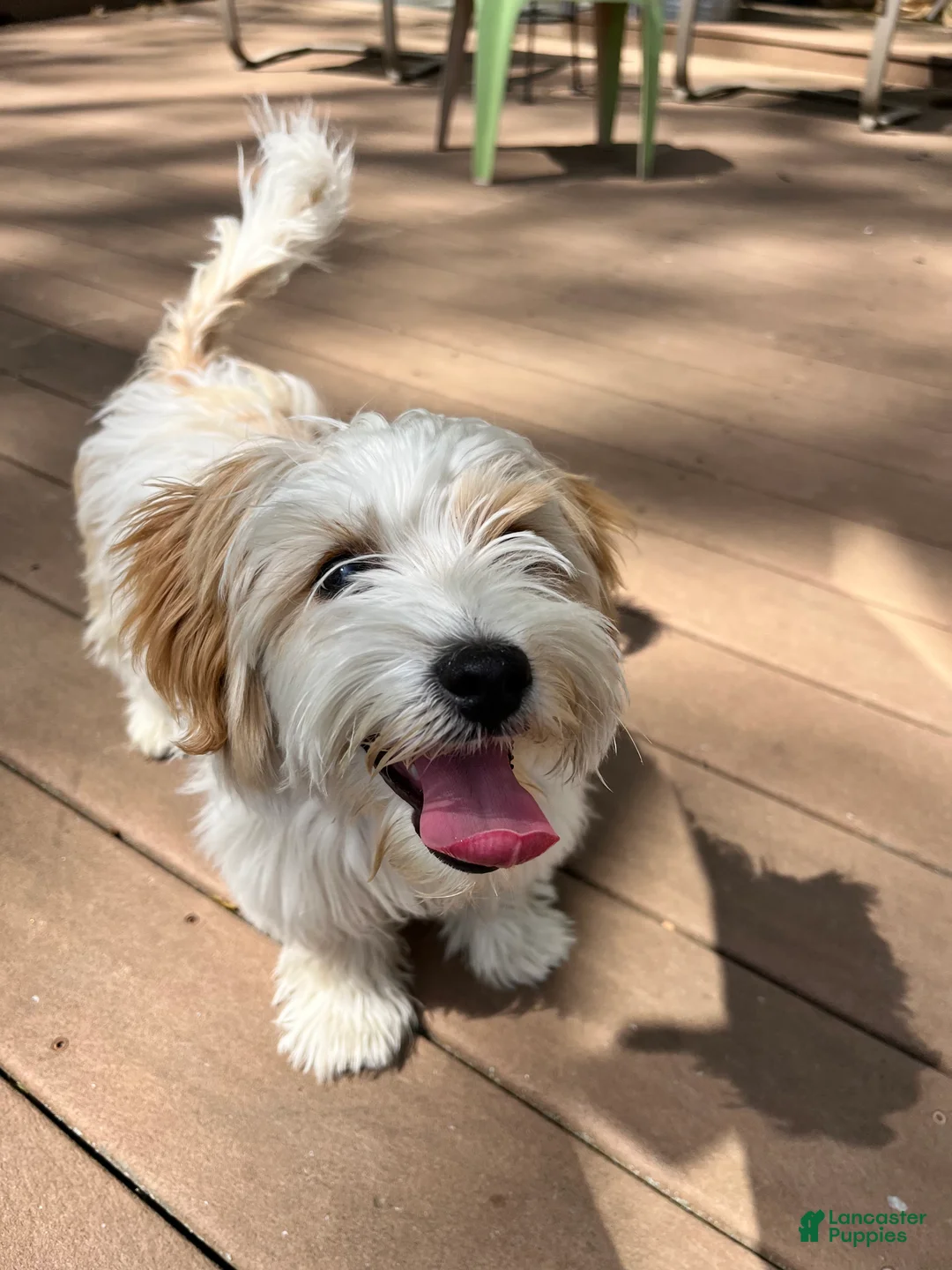 Biewer Terrier dogs for sale: Marcello - Ad 1