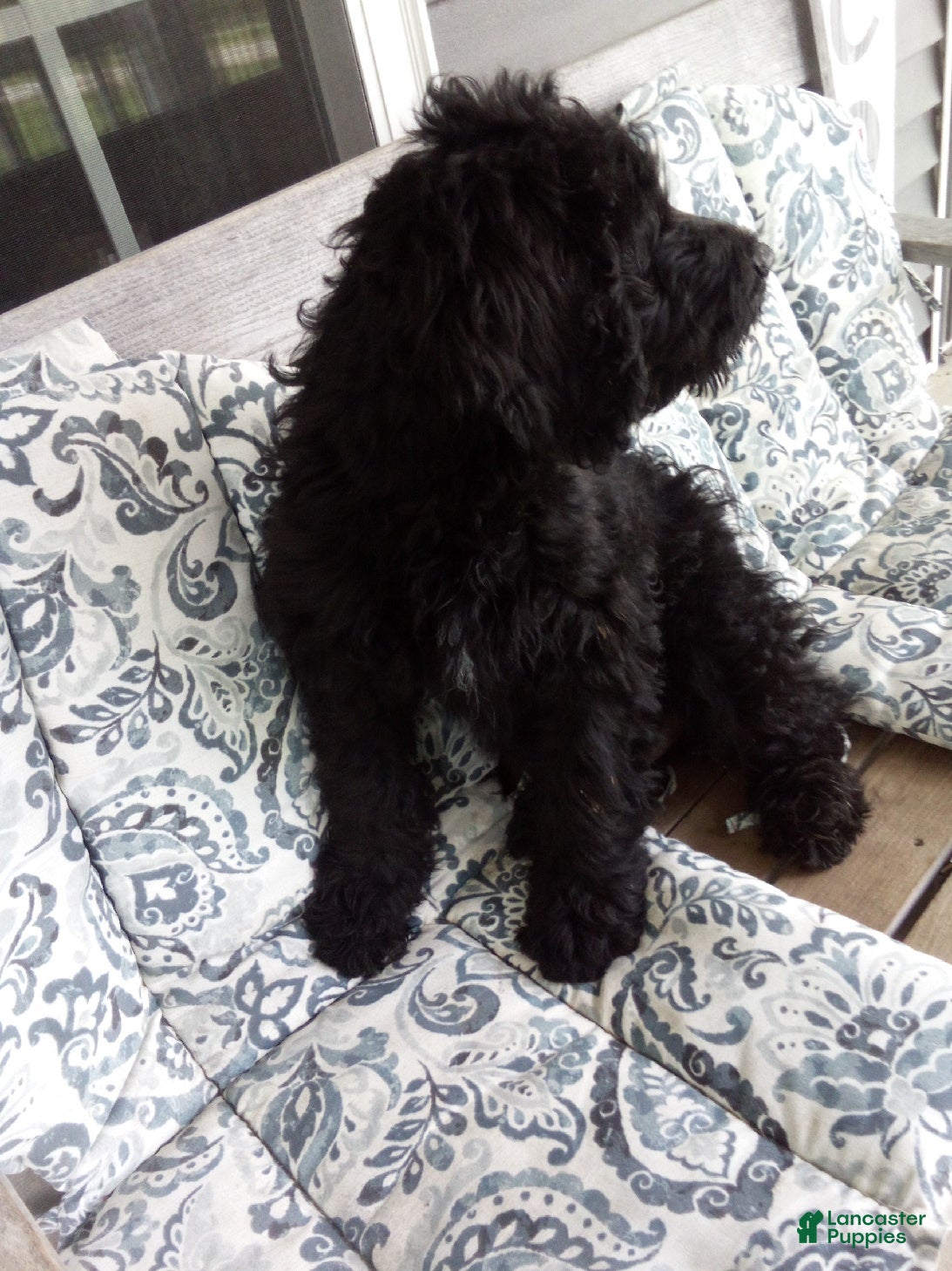 Labradoodle dogs Ralph - Ad 2