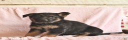German Shepherd dogs for sale: Boston  - Ad 4