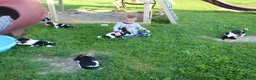 Basset Hound dogs for sale: Bailey - Ad 6