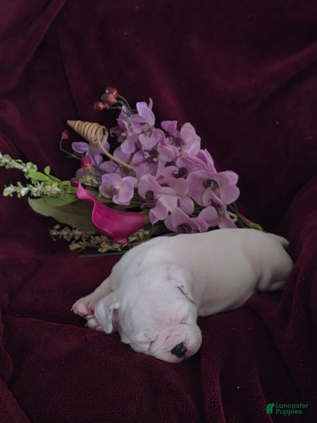English Bulldog dogs for sale: English Bulldog Puppy 3 - Ad 2