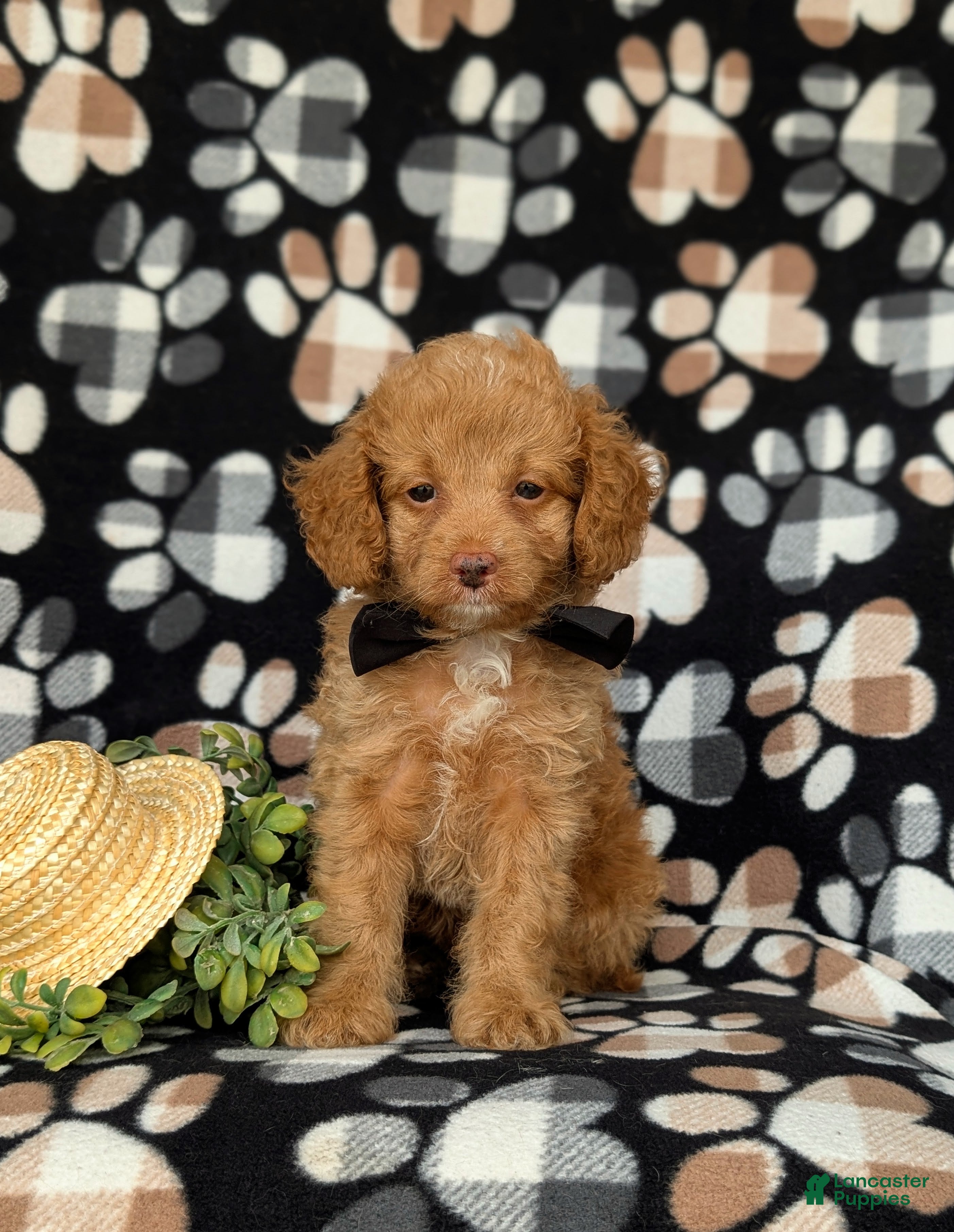 Cockapoo dogs Claude Hypoallergenic - Ad 1