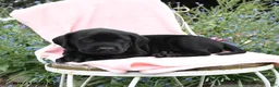 Labrador Retriever dogs for sale: Mike - Ad 4