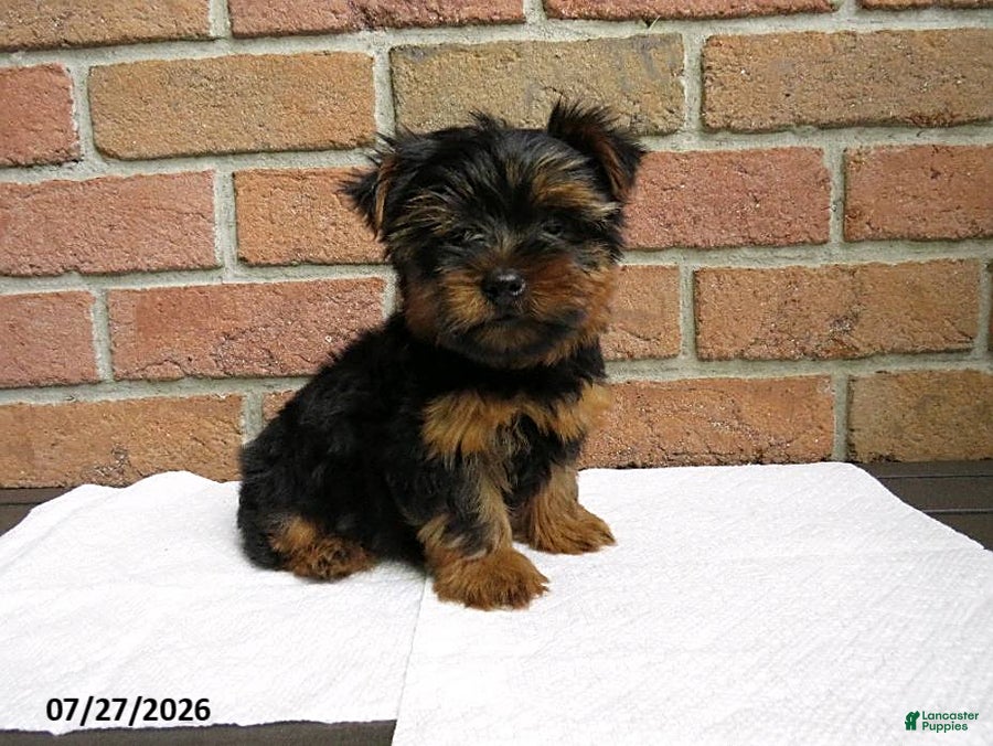 Yorkshire Terrier dogs Charlie - Ad 1