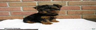 Charlie
