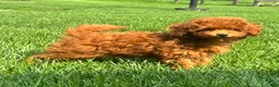 Miniature Poodle dogs for sale: Tank - Ad 3