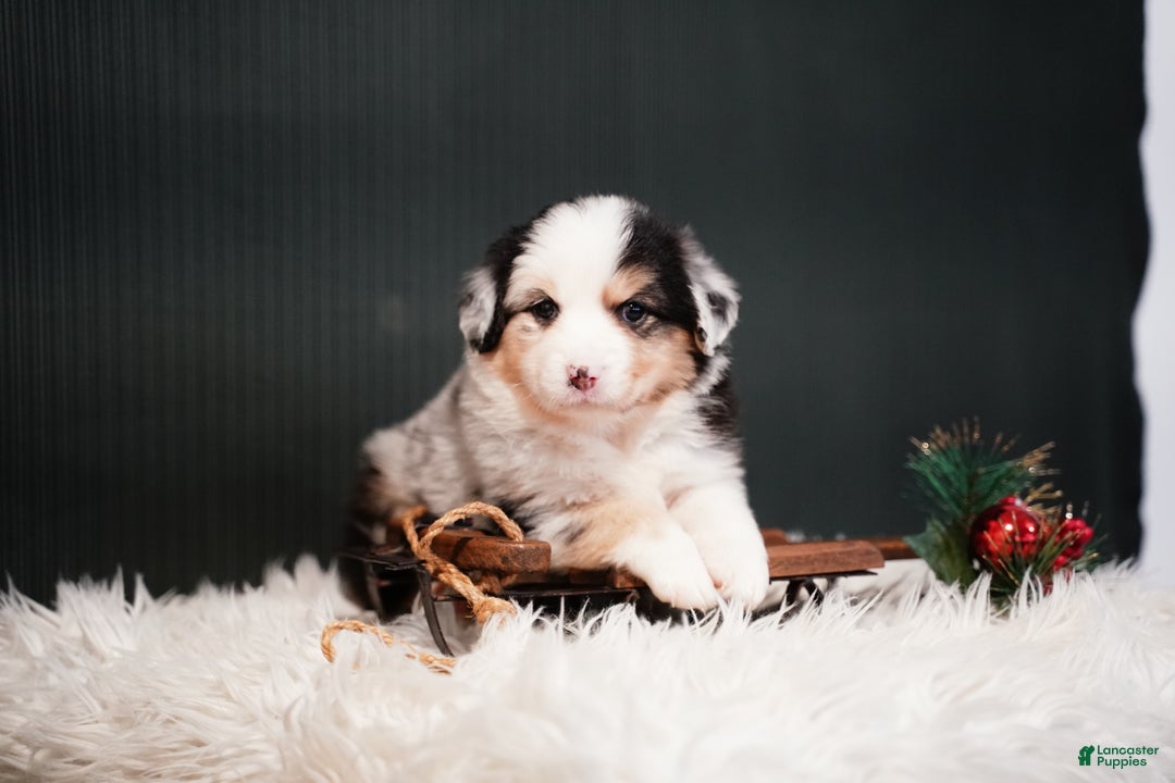 Miniature Australian Shepherd dogs for sale: Drew - Ad 2