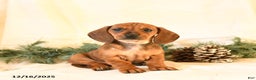 Miniature Dachshund dogs for sale: Chloe - Ad 1