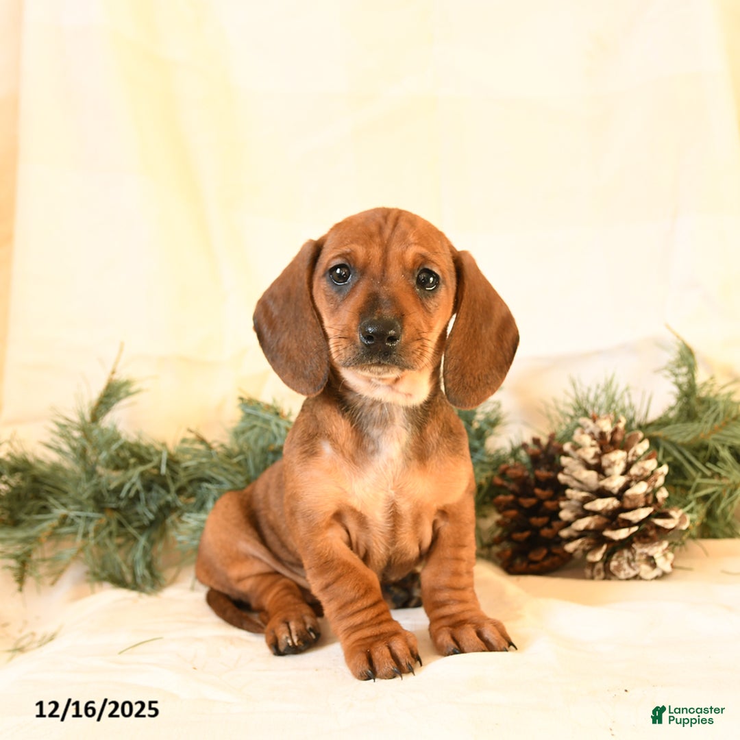 Miniature Dachshund dogs for sale: Chloe - Ad 1