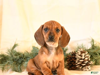 Miniature Dachshund dogs Chloe - Ad 10