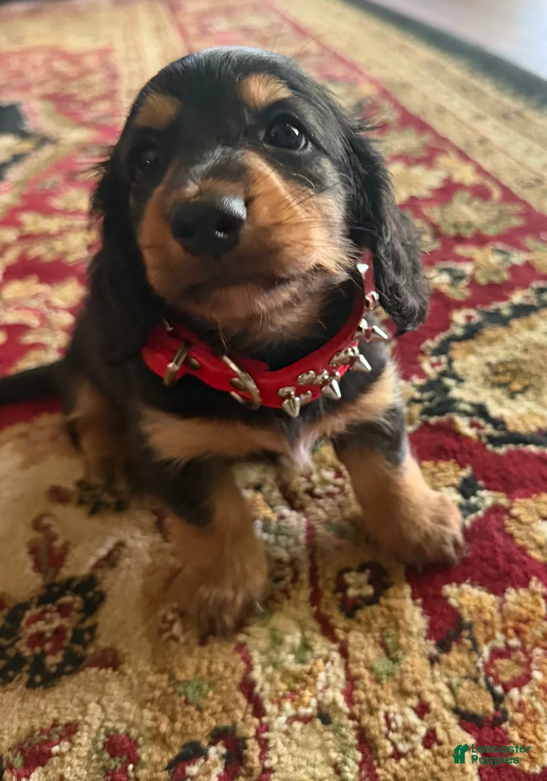 Miniature Dachshund dogs for sale: Longhair Male - Ad 2