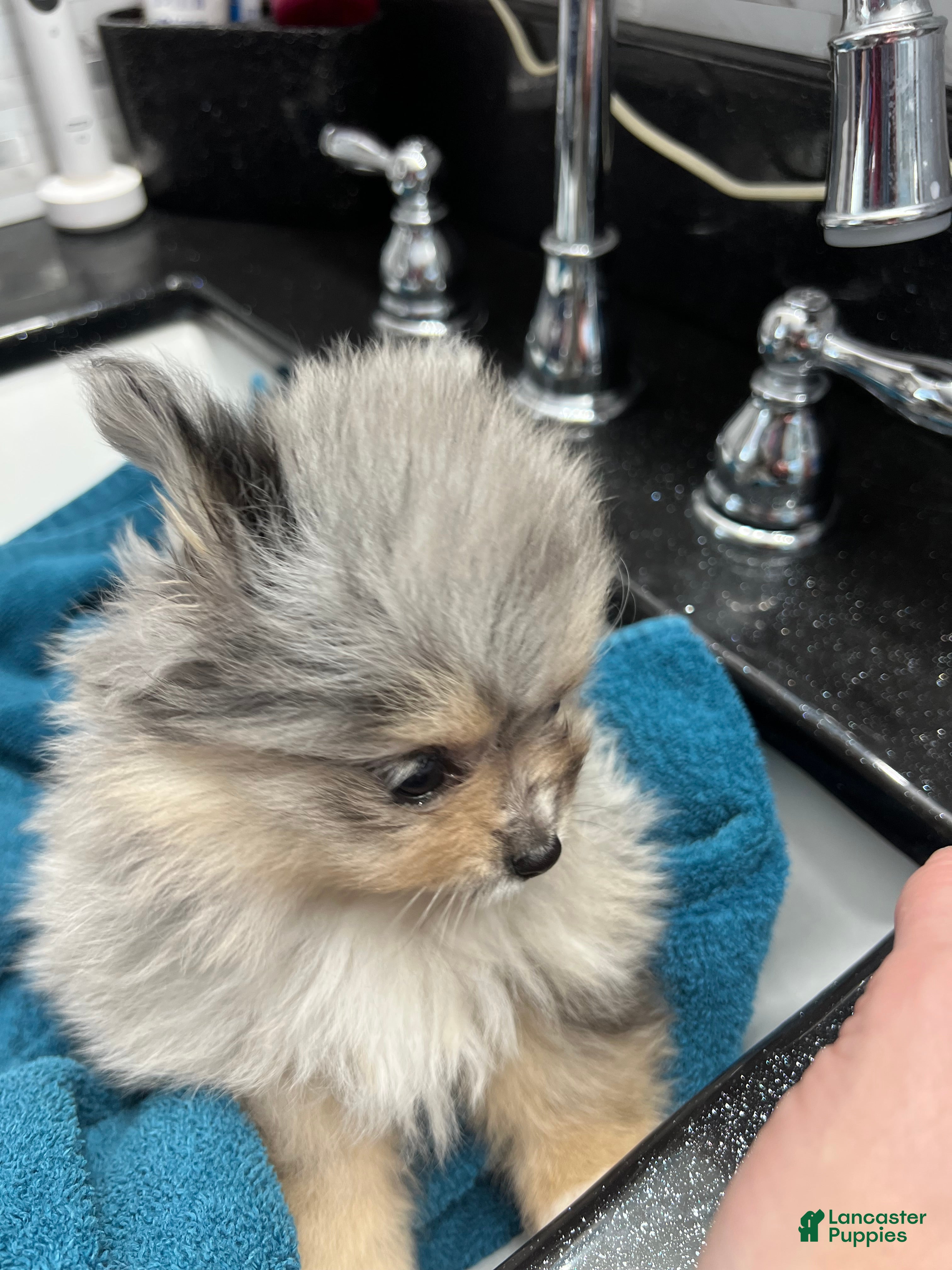 Pomeranian dogs Susie  - Ad 34