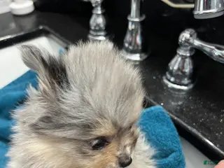 Pomeranian dogs Susie - Ad 36