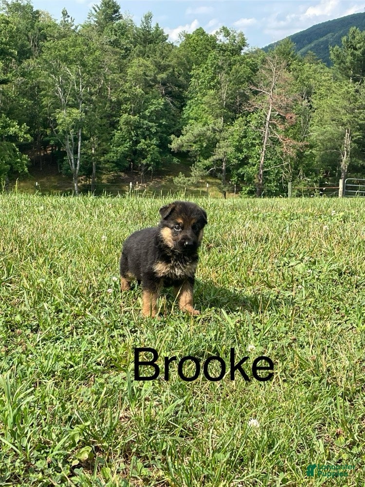 German Shepherd dogs Brooke - Ad 1