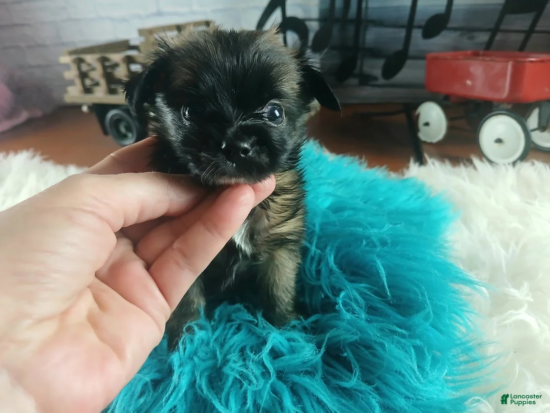 Chihuahua dogs for sale: Micro teacup long hair darker boy. Hand Delivery  - Ad 1