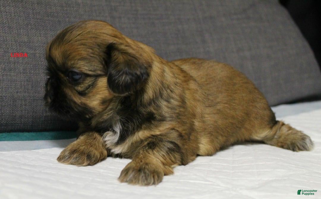 Shih Tzu dogs for sale: Link - Ad 17