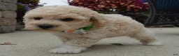 Mini Goldendoodle dogs for sale: Mini Greta - Ad 10