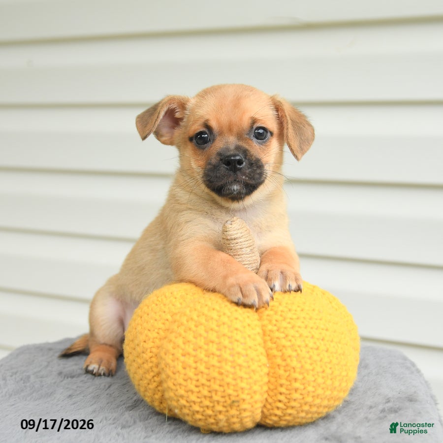 Mixed Breed dogs for sale: Sawyer - Ad 2