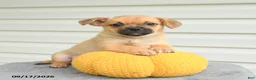 Mixed Breed dogs for sale: Sawyer - Ad 1