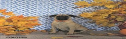 Pug dogs for sale: Goldie - Ad 6
