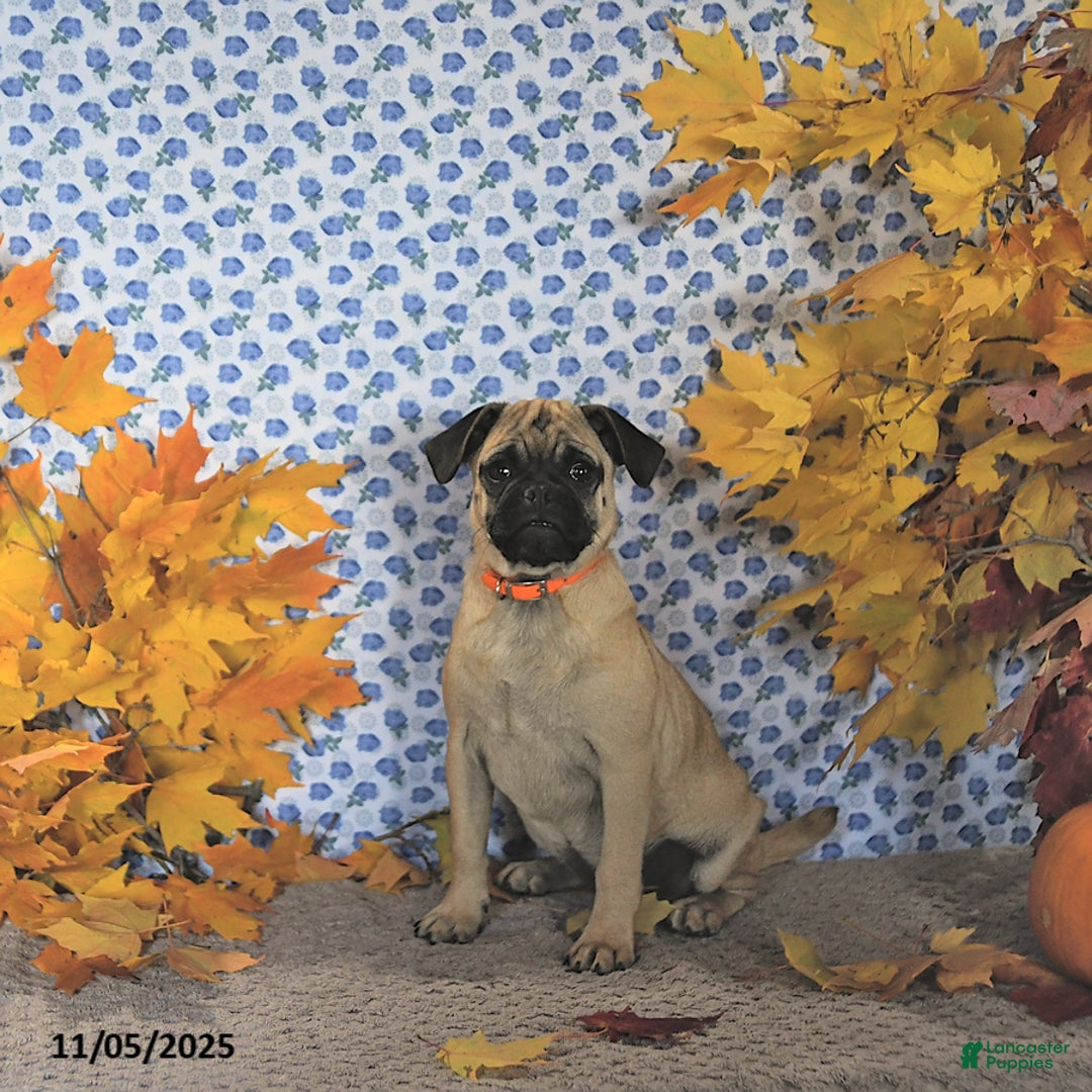 Pug dogs for sale: Goldie - Ad 6