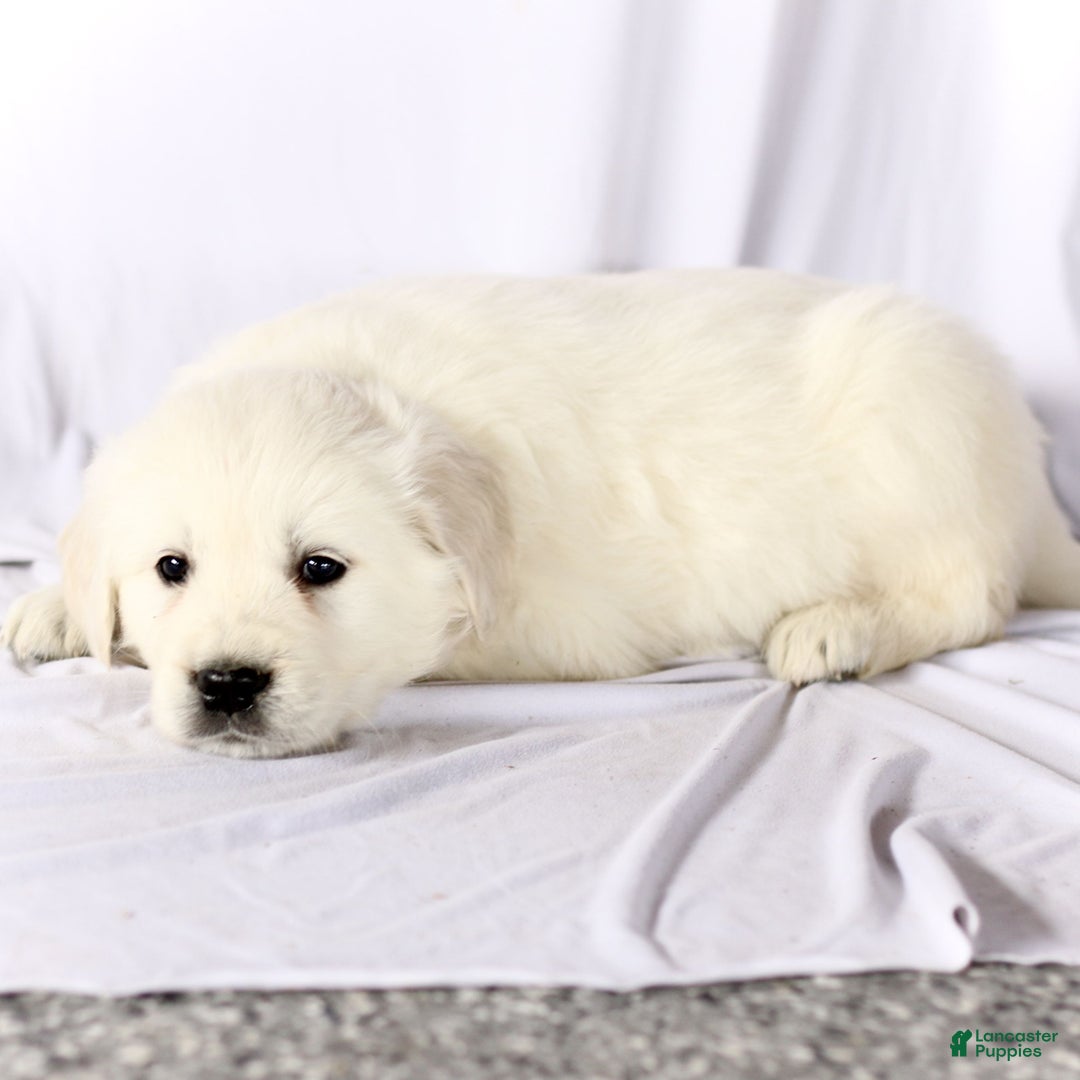 Golden Retriever dogs for sale: Shane  - Ad 5