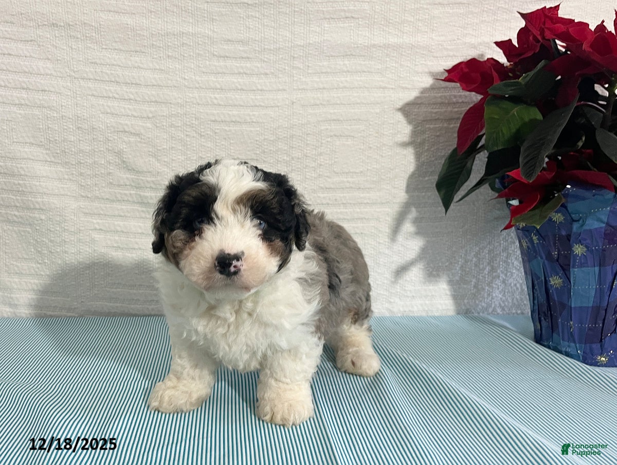 Mini Aussiedoodle dogs Marshall - Ad 25