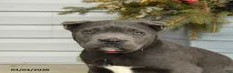 Cane Corso dogs for sale: Bella   - Ad 5