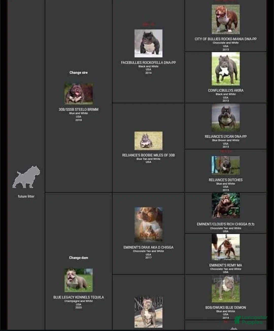 American Bully dogs for sale: Armani Litter - Ad 2