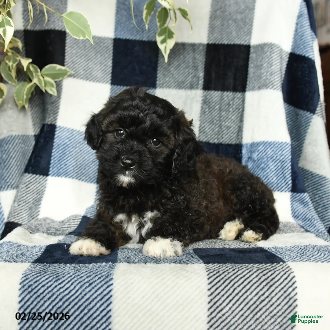 Mixed Breed dogs for sale: Willow - Ad 4