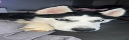 Siberian Husky dogs for sale: Blue  - Ad 1