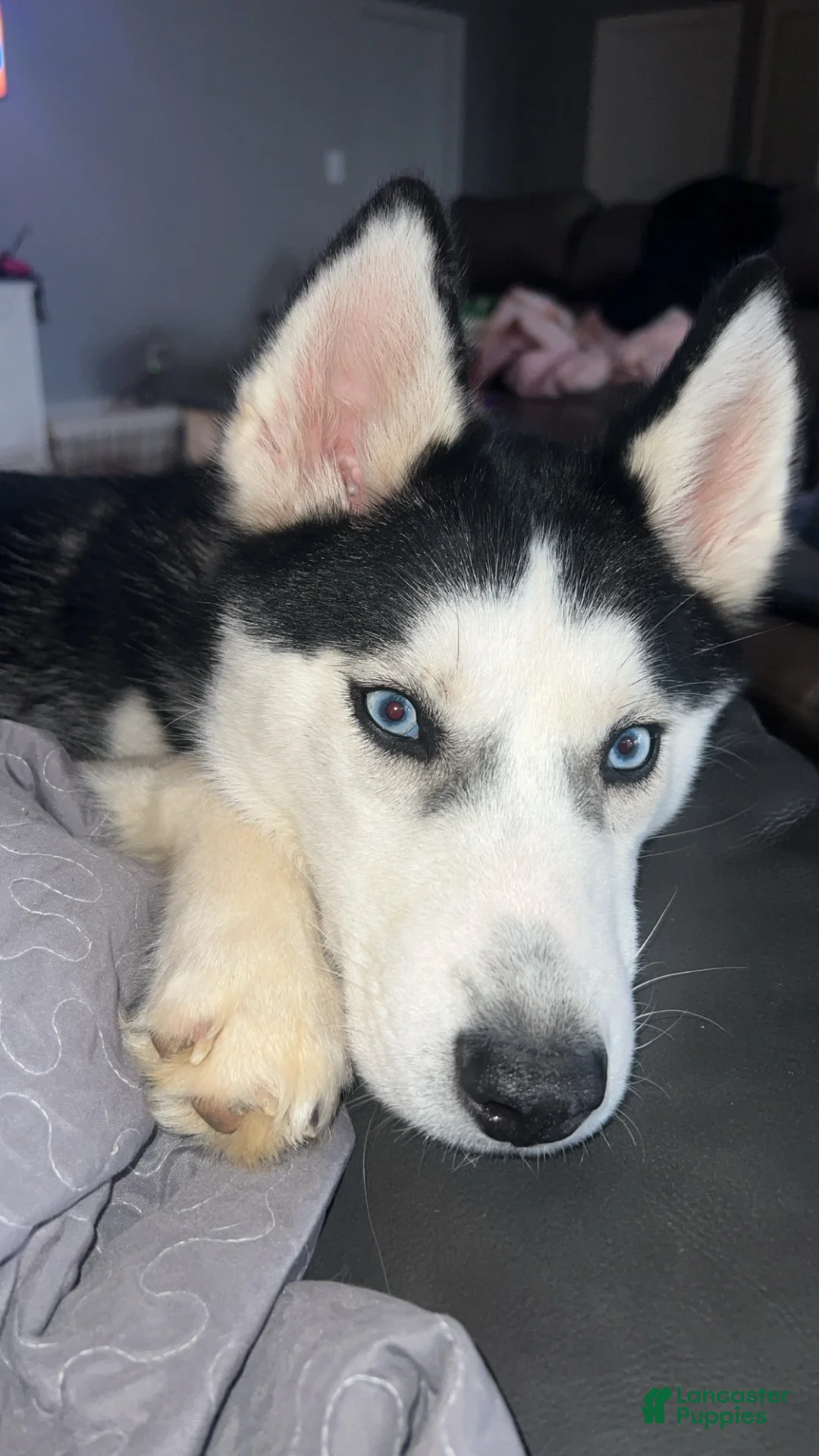 Siberian Husky dogs for sale: Blue  - Ad 1