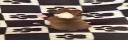 Boston Terrier dogs for sale: Grumpy-Brown & white - Ad 2