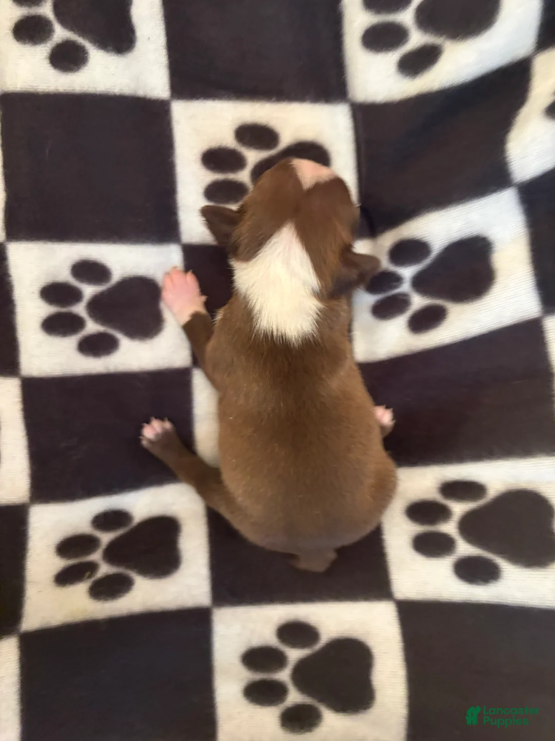 Boston Terrier dogs for sale: Grumpy-Brown & white - Ad 2