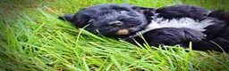 Havapoo dogs for sale: Harmony - Ad 10