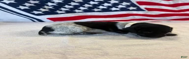 German Shorthaired Pointer 9
