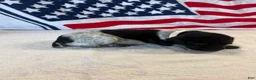 German Shorthaired Pointer dogs for sale: German Shorthaired Pointer 9 - Ad 1