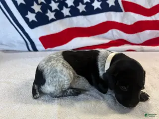 German Shorthaired Pointer dogs German Shorthaired Pointer 9 - Ad 10