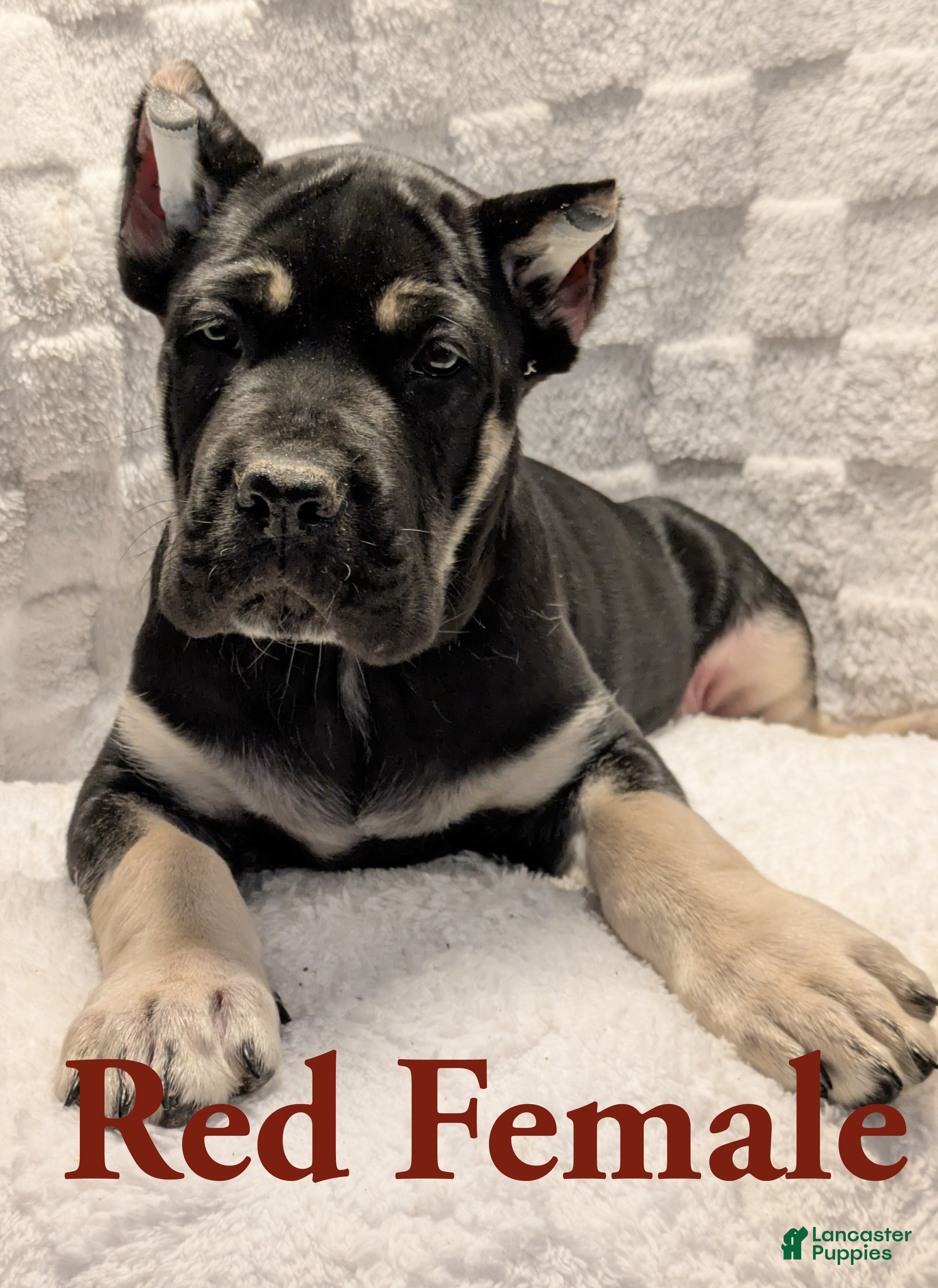 Cane Corso dogs Red  - Ad 29