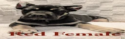 Cane Corso dogs for sale: Red  - Ad 1
