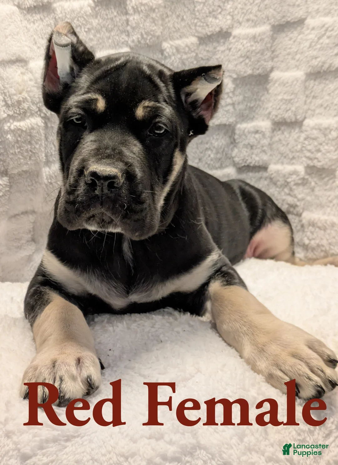 Cane Corso dogs for sale: Red  - Ad 1